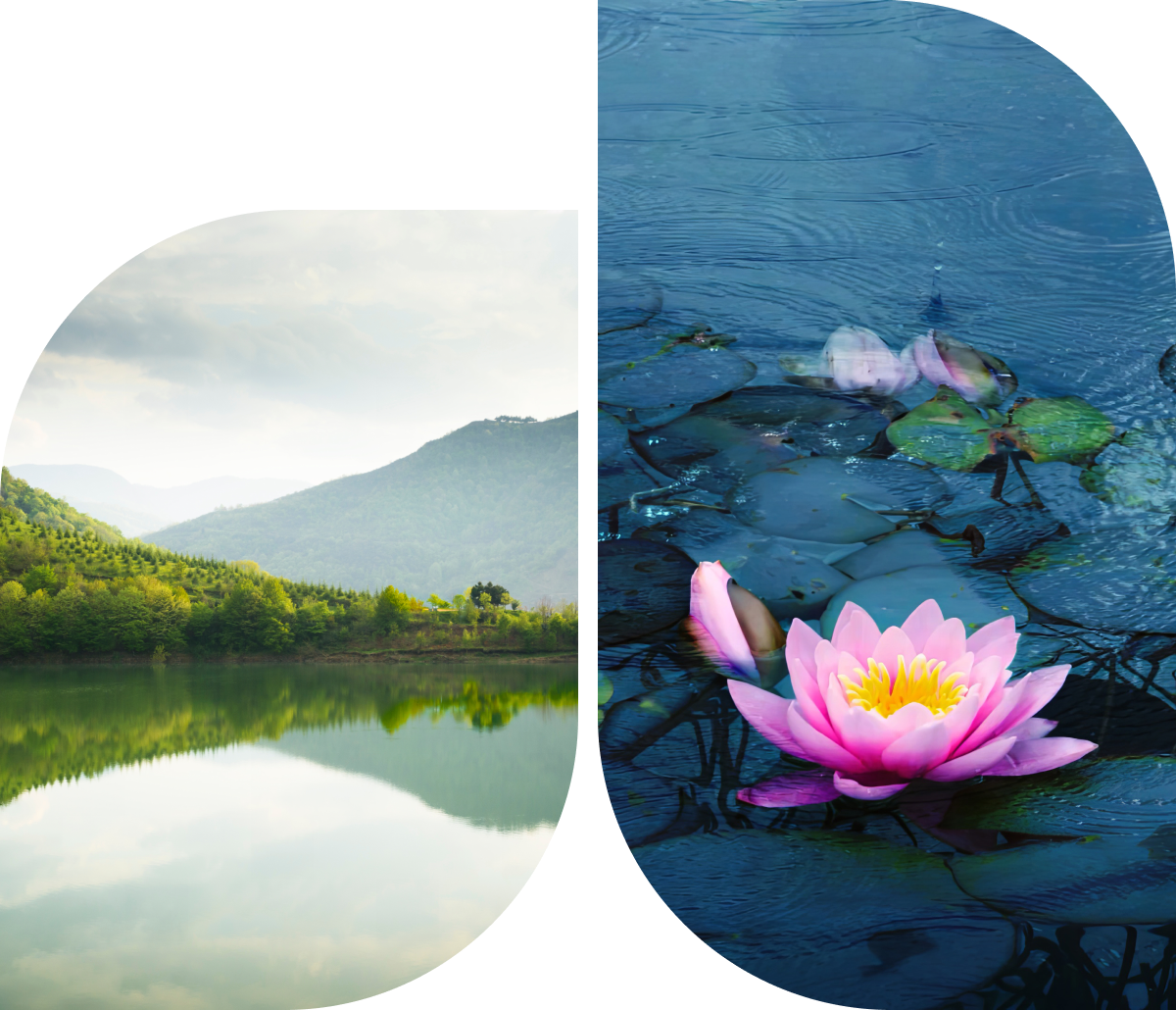 Scenic landscape with pink lotus